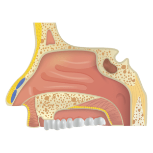 Damaging Effects of Cocaine on Your Nose