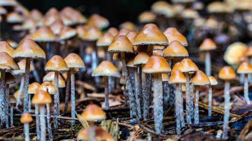 What Is Psilocybin? [Infographic] What You Need To Know About Magic Mushrooms