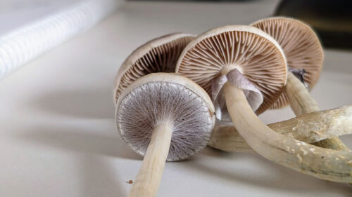 How Long Do Shrooms Last? Effects and Detection Windows