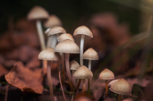 Where Do Magic Mushrooms Grow
