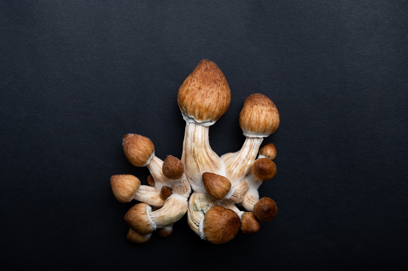 How Does a Mushroom Grow