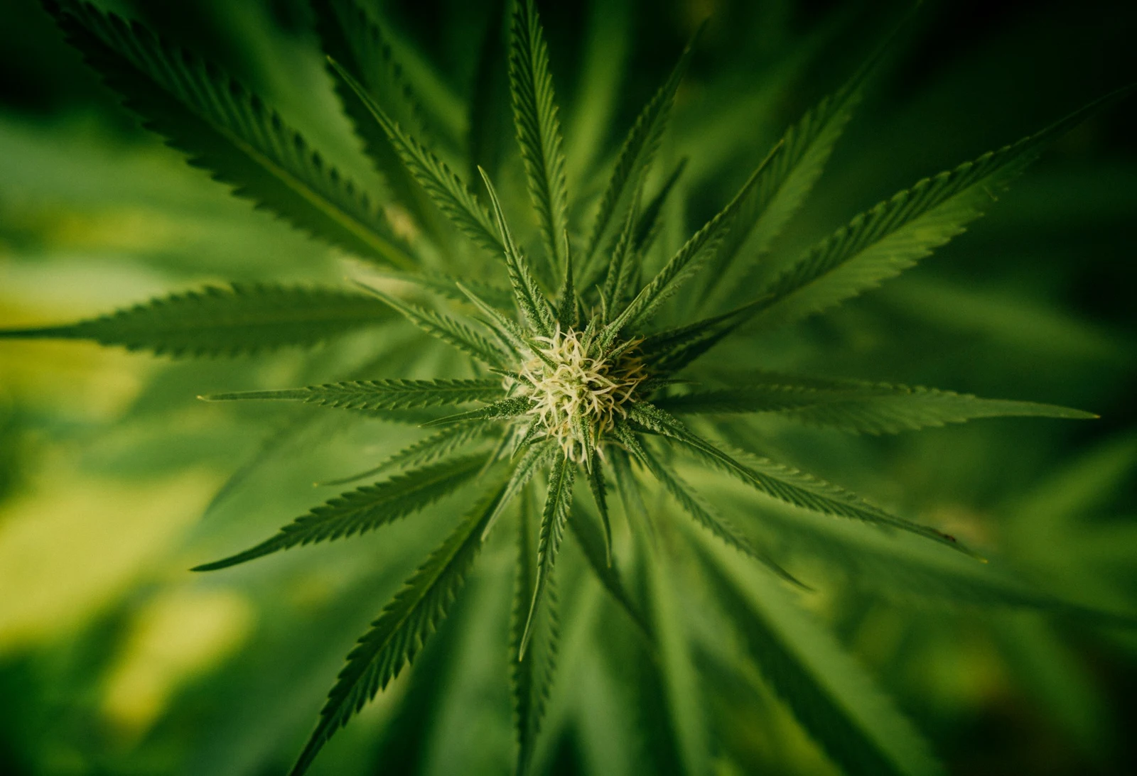 Marijuana leaf