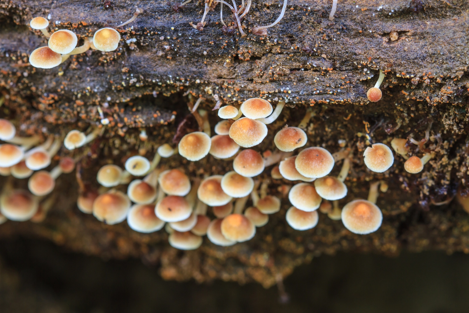 Magic Mushroom History: A lot of mushrooms growing on a log.