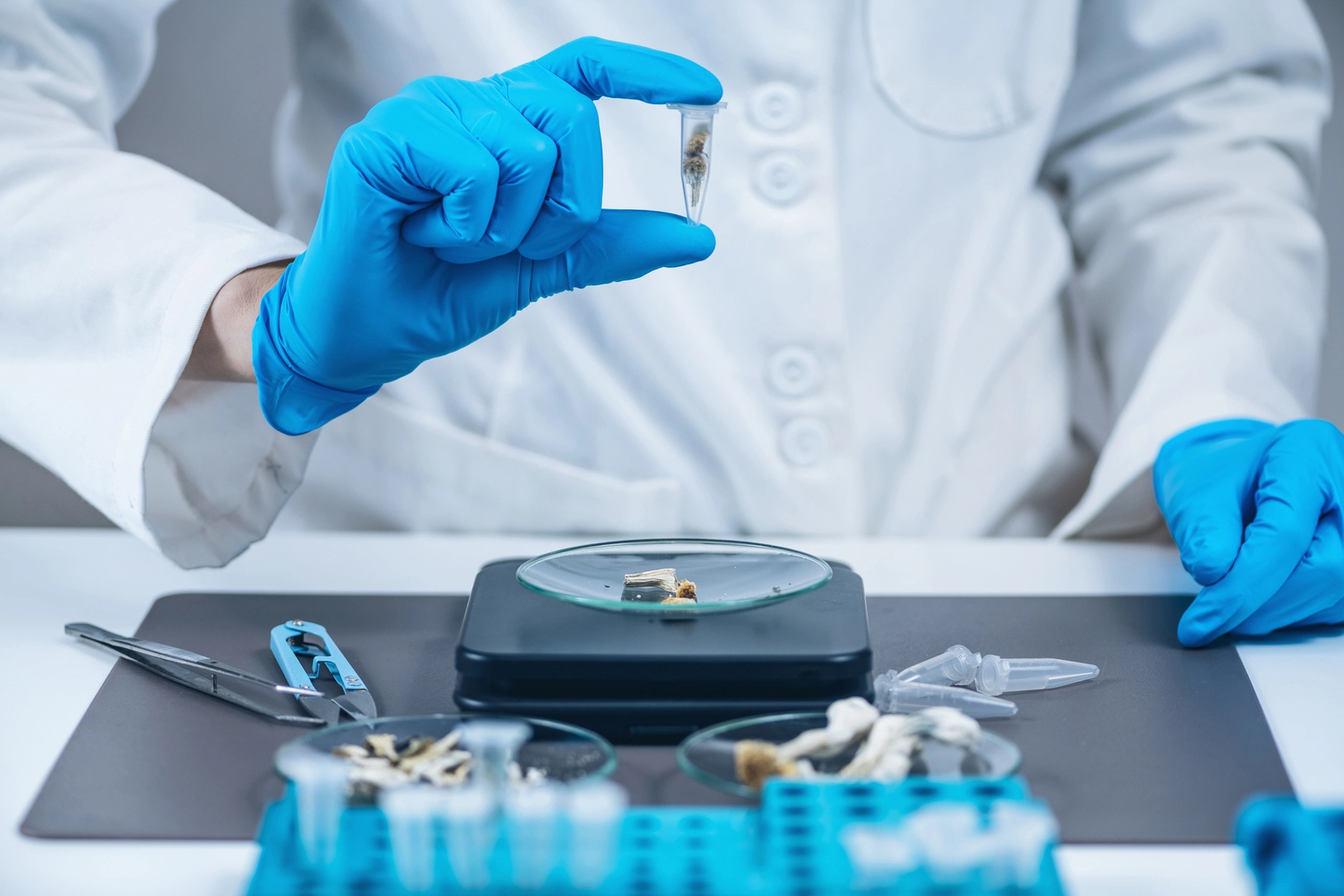 Interactions With SSRIs and Mushrooms