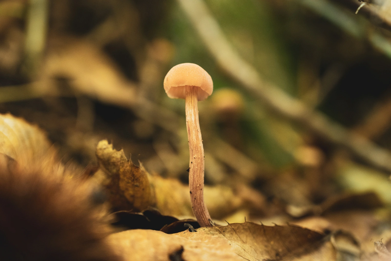 Psychological Effects of Psychedelic Mushrooms
