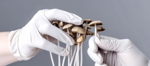 SSRIs and Mushrooms: Two gloved hands holding psilocybin mushrooms.