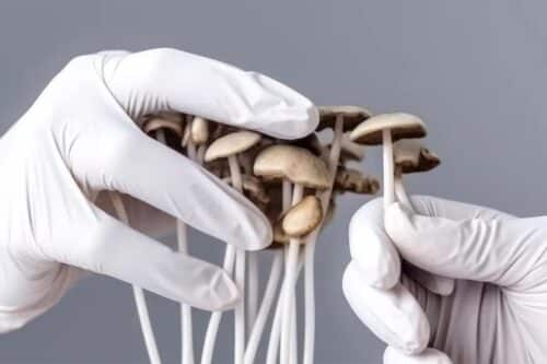 ssri-and-mushrooms