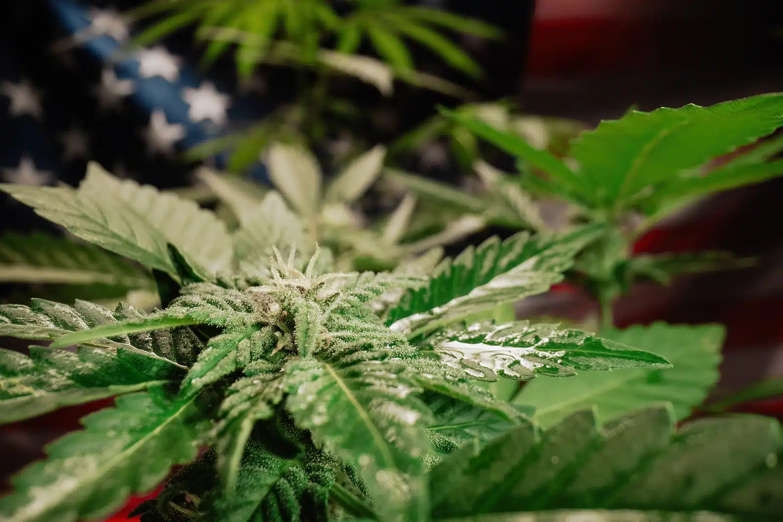 When Should You Consider Quitting Weed?